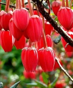 Future Forests Shrubs Crinodendron Hookerianum