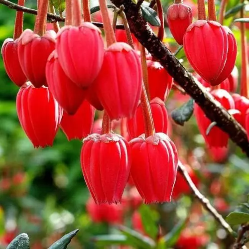 Future Forests Shrubs Crinodendron Hookerianum 3 Future Forests Shrubs Crinodendron Hookerianum
