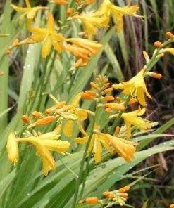 Future Forests Crocosmia X Crocosmiifolia Buttercup