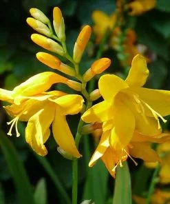 Future Forests Crocosmia X Crocosmiifolia Buttercup