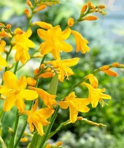 Future Forests Crocosmia X Crocosmiifolia Buttercup