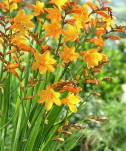 Future Forests Crocosmia X Crocosmiifolia Buttercup