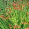 Future Forests Crocosmia Emily MacKenzie 1 Future Forests Crocosmia Emily MacKenzie
