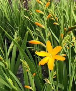 Future Forests All Perennials Crocosmia George Davison