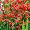 Future Forests Crocosmia Emberglow More