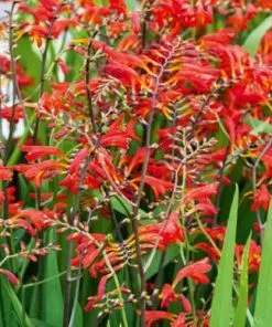 Future Forests Crocosmia Emberglow More