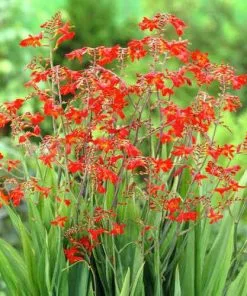 Future Forests Crocosmia Emberglow More