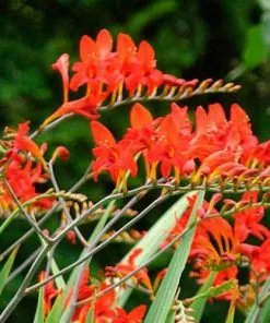 Future Forests Crocosmia Emberglow More