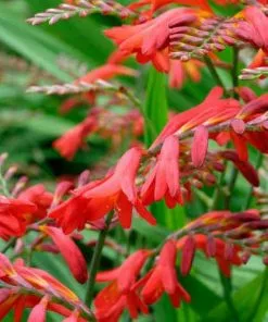 Future Forests Crocosmia Emberglow More