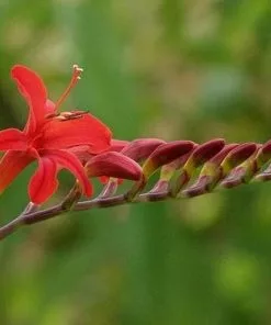Future Forests Crocosmia Lucifer AGM Coastal Perennials