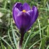 Future Forests Bulbs Crocus Vernus Flower Record
