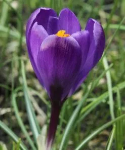Future Forests Bulbs Crocus Vernus Flower Record