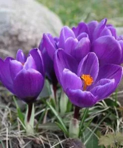 Future Forests Bulbs Crocus Vernus Flower Record