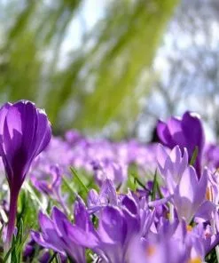 Future Forests Bulbs Crocus Vernus Flower Record