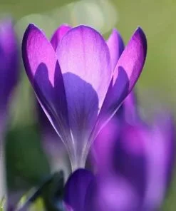 Future Forests Bulbs Crocus Vernus Flower Record