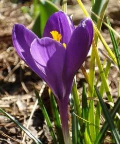 Future Forests Bulbs Crocus Vernus Flower Record