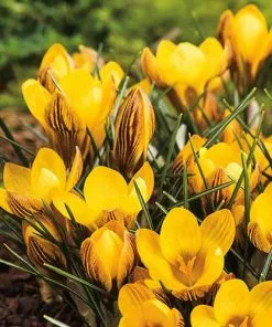 Future Forests Crocus Chrysanthus Fuscotinctus Bulbs