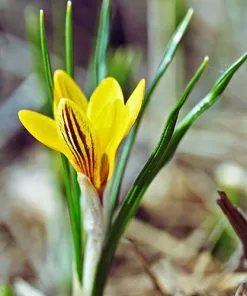 Future Forests Crocus Chrysanthus Fuscotinctus Bulbs
