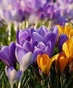 Future Forests Crocus Large Flowering Bulb Mix Bulbs