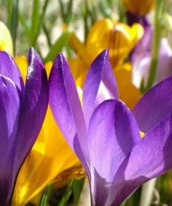 Future Forests Crocus Large Flowering Bulb Mix Bulbs