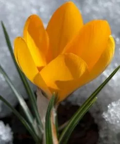 Future Forests Crocus Large Flowering Yellow