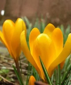 Future Forests Crocus Large Flowering Yellow