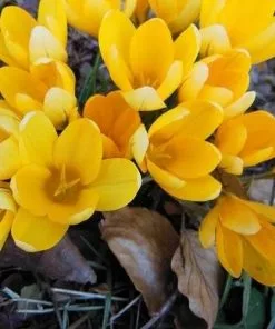 Future Forests Crocus Large Flowering Yellow