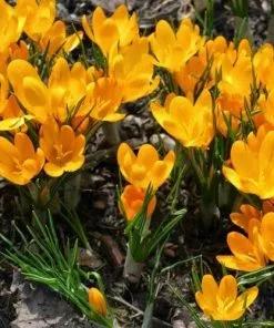 Future Forests Crocus Large Flowering Yellow