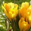 Future Forests Crocus Large Flowering Yellow