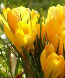 Future Forests Crocus Large Flowering Yellow