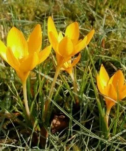 Future Forests Crocus Large Flowering Yellow
