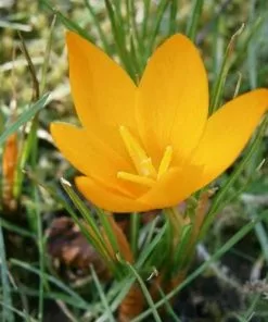Future Forests Crocus Large Flowering Yellow