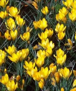 Future Forests Crocus Large Flowering Yellow