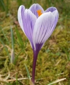 Future Forests Crocus Vernus Pickwick Bulbs