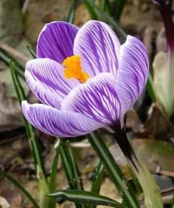 Future Forests Crocus Vernus Pickwick Bulbs