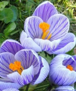 Future Forests Crocus Vernus Pickwick Bulbs