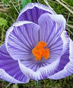 Future Forests Crocus Vernus Pickwick Bulbs