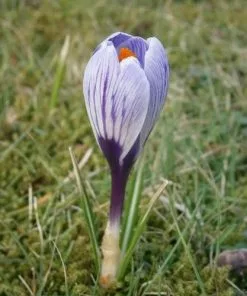 Future Forests Crocus Vernus Pickwick Bulbs