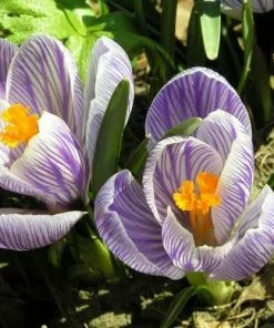 Future Forests Crocus Vernus Pickwick Bulbs