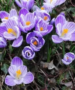 Future Forests Crocus Vernus Pickwick Bulbs