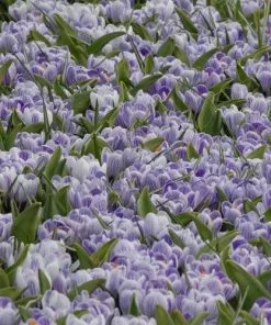 Future Forests Crocus Vernus Pickwick Bulbs