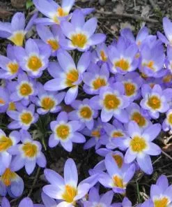 Future Forests Crocus Sieberi Tricolor Bulbs