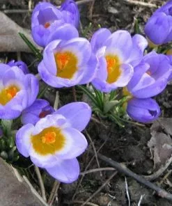 Future Forests Crocus Sieberi Tricolor Bulbs