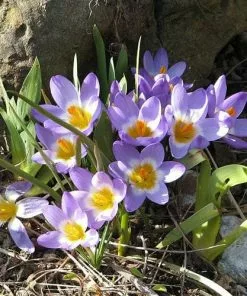 Future Forests Crocus Sieberi Tricolor Bulbs