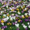 Future Forests Crocus Large Flowering Bulb Mix Bulbs