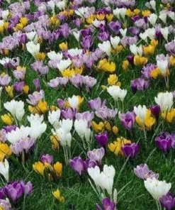 Future Forests Crocus Large Flowering Bulb Mix Bulbs