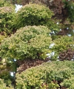 Future Forests Cryptomeria Japonica Bandai-sugi