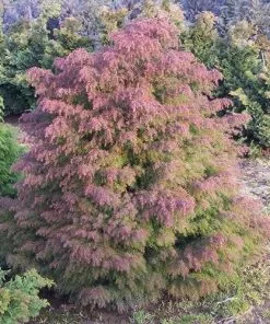 Future Forests All Conifers Cryptomeria Japonica Elegans