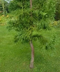 Future Forests Cryptomeria Japonica Rasen All Conifers