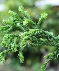 Future Forests Cryptomeria Japonica Rasen All Conifers